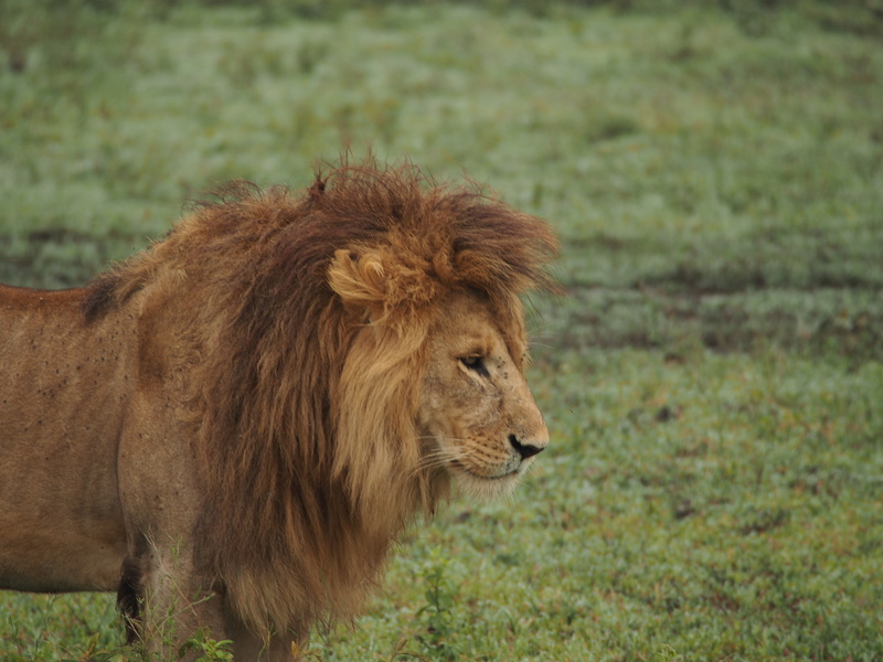 kenya, day, plain, grass, focus on foreground, profile view, animal head, mammal, land, lions mane, vertebrate, serengeti, lioness, large, safari, 4K