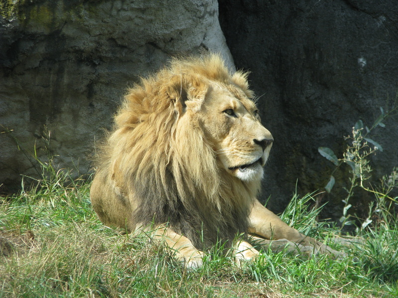 strength, land, Wild, animal themes, lion, 2K, feline, king, Male, Mane, carnivora, plant, one animal, wildlife, Safari, wild, Lion, safari Animals, grass