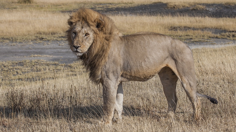 mane, vertebrate, national Park, wild, animal wildlife, wildlife, wilderness Area, side view, mammal, safari, predator, serengeti National Park, lion - Feline