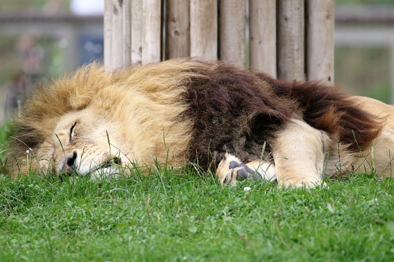 Big, Big Cat, portrait, feline, pets, furry, grass, mane, lying down, leo, vertebrate, nature, animal head, domestic animals, field, africa, face, resting