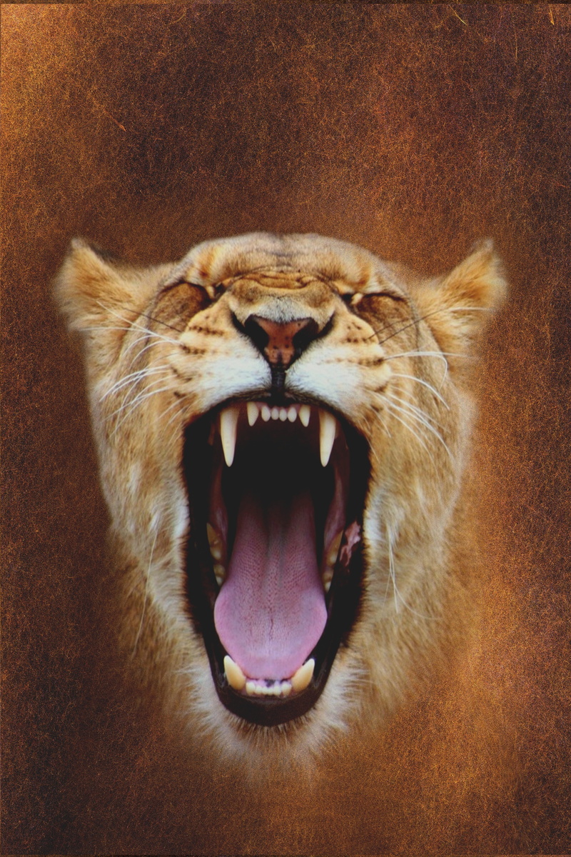 eye, teeth, zoo, kitten, no people, indoors, whisker, vertebrate, pet, roar, wild cats, wild, mati, lion, animal mouth, close, predator, animal head, cats eyes