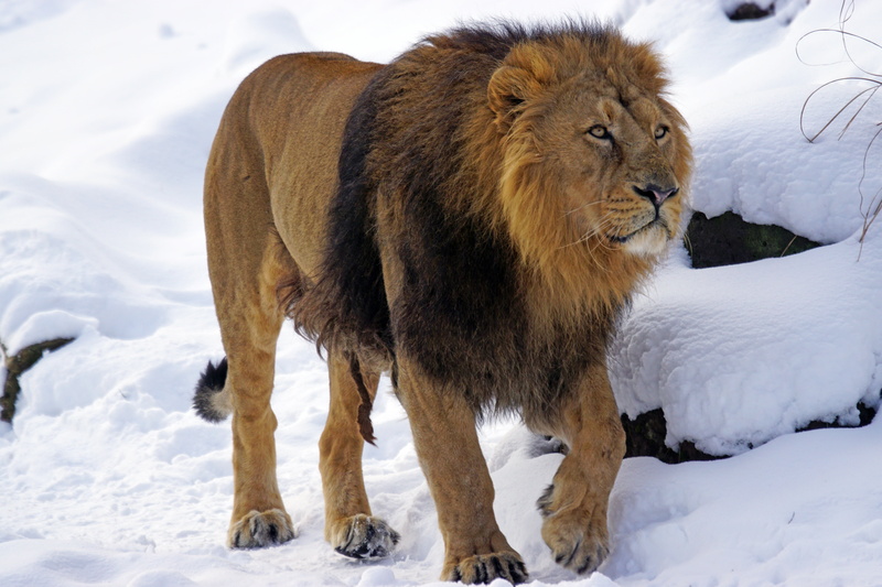 mammal, lion - feline, portrait, nature, animal, day, outdoors, male, predator, dangerous, cat, animals in the wild, no people, cold, lions mane, beautiful