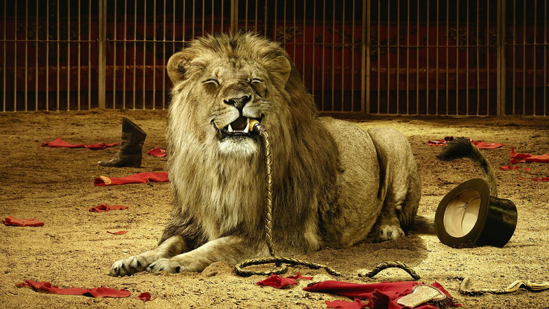 leo, animals in the wild, no people, wild, lion - feline, zoo, african, mane, male, big cat, mammal, furry, pets, safari, sitting, 1080P, looking, funny