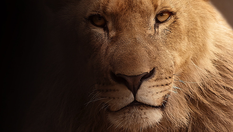 close, mammal, wildlife, animal body part, carnivore, young lion, animal portrait, lion, carnivora, atmospheric, animal head, cat, wild animal, animal themes