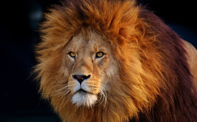 animal body part, animal wildlife, cat, Beautiful, no people, whisker, carnivora, big cat, lion - feline, SaveTheAnimals, LionKing, Predator, wildlife