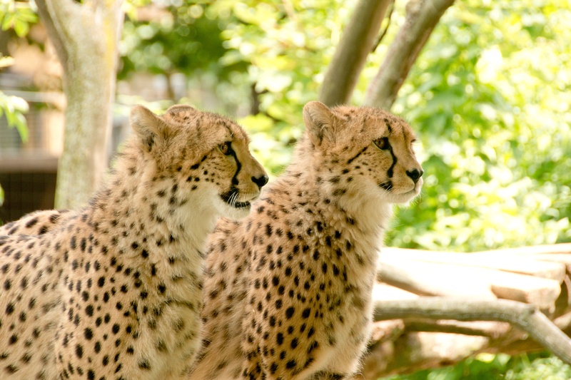 wilderness, day, animals, wildcat, outdoors, friendship, kenya, forest, hunter, everything is better together, animal wildlife, holiday, carnivores, fast