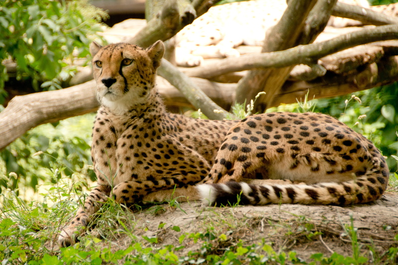 snout, animal themes, nature, mammals, one animal, tree, wildlife reserve, south, 4K, watch, relaxation, cat, africa, plants, wildcat, fast, purry, soil
