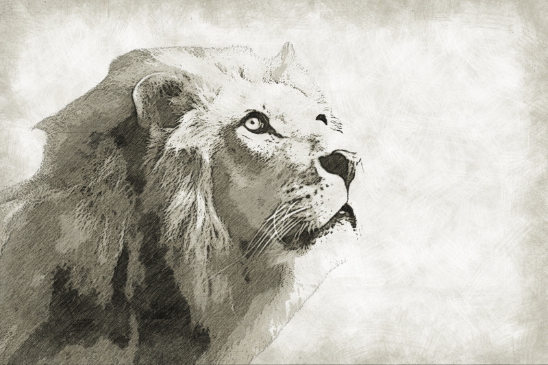 animal wildlife, wall - building feature, textured effect, sketch, king, wild, 2K, gray, domestic animals, no people, digital composite, black, vertebrate