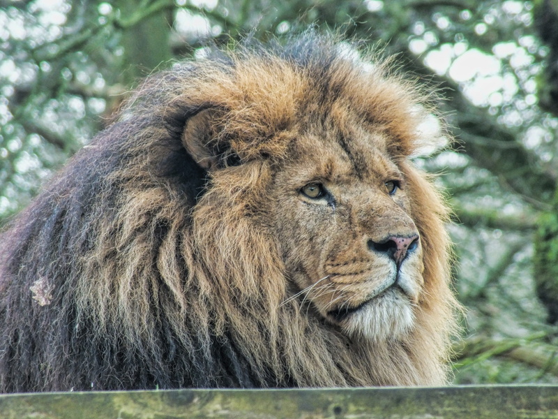 lion - feline, looking, male animal, animals in the wild, dangerous, park, wildlife, environment, natural, wilderness, large, head, carnivore, animal wildlife