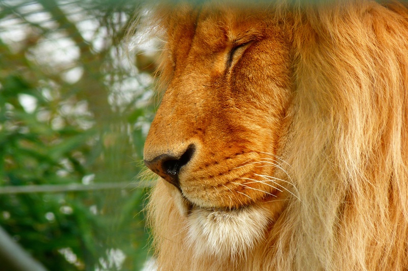 lion, looking, no people, africa, nature, animals In The Wild, lion - Feline, mammal, pets, wild animal, brown, animal themes, king, domestic animals, day