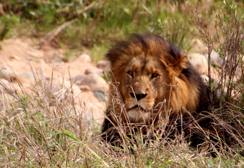 undomesticated cat, safari, lion - feline, grass, dom, one animal, wild animal, national park, animal head, wildcat, concerns, lion, animal wildlife, animal themes