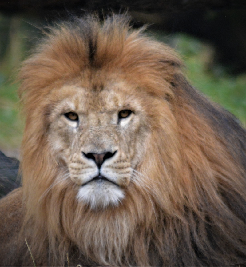 animal world, view, animal hair, mammal, animal wildlife, animals in the wild, animal, africa, safari, head, serengeti park, lion, king, nature, no people