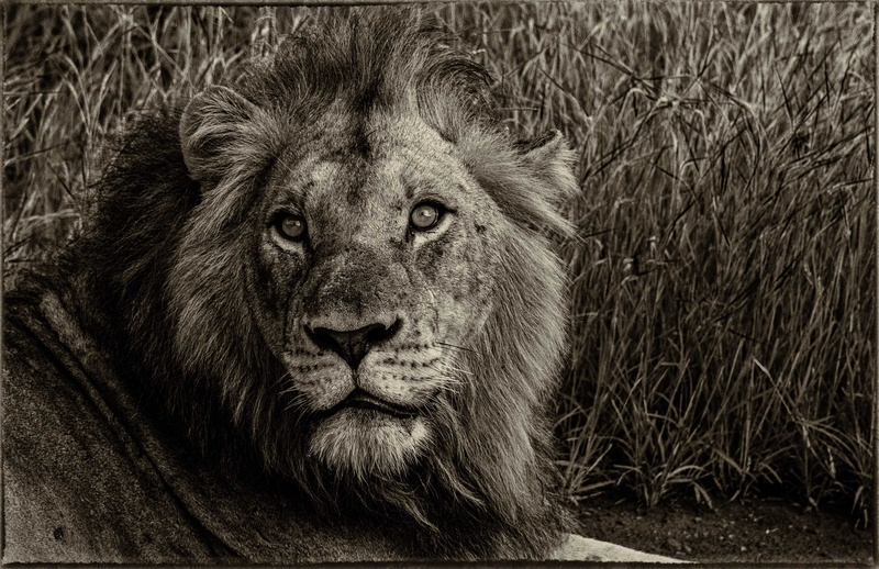 felidae, lion - feline, animal head, cat, wild animal, animal body part, vertebrate, grayscale, predator, carnivore, animal wildlife, big cat, looking at camera