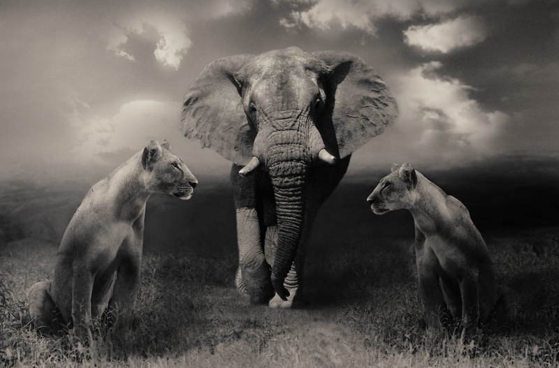 photo, sign, animals in the wild, wildlife photography, cloud - sky, no people, sky, landscape, grayscale, tigresses, wild animal, two animals, wildlife