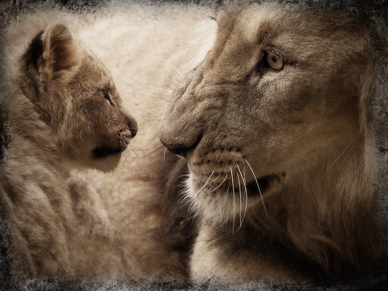 africa, vertebrate, cat, pets, group of animals, lion, fur, whisker, lion cub, no people, cub, animal wildlife, safari, wild animal, animal, two animals