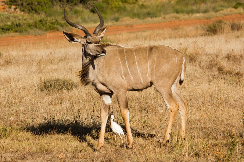 animal, day, plain, east Africa, wildlife, animal wildlife, animal world, domestic animals, field, mammal, savannah, south africa, horned, wild animal