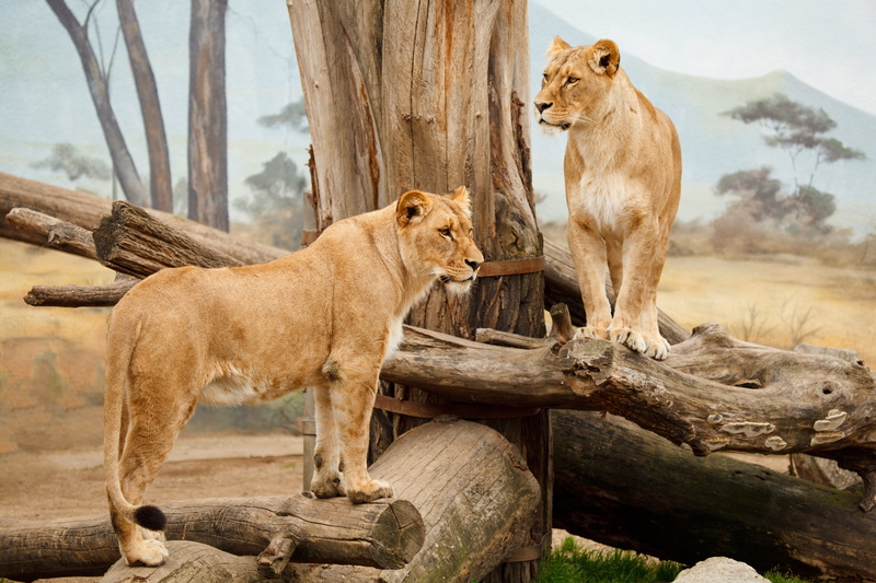 two, zoo, animal themes, large, big, lion cub, beige, wildlife, nature, lions, lioness, big Cat, animal family, pets, feline, serengeti National Park, downed