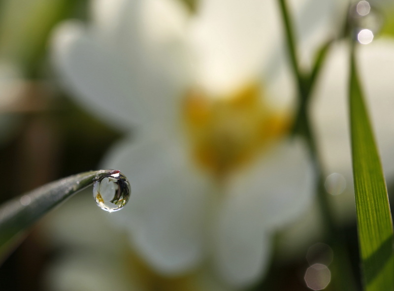 distortion, sunlit, close-up, bokeh, macro, flower, round, closeup, curve, green Color, globule, equilibrium, wildflowers, sparkle, droplet, light, spring flowers