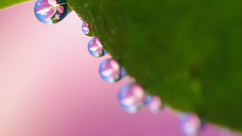 closeup, raindrop, blade, flower, rain, fresh, human body part, wet, fragility, liquid, lawn, garden, bright, bubble, food and drink, nature, purple, reflection