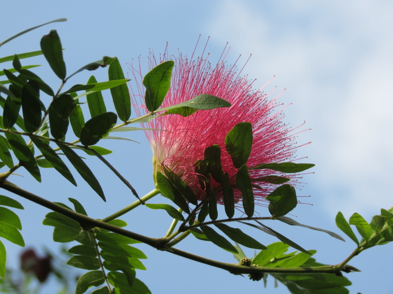 albizia, focus on foreground, fragility, mimosa, nature, petal, day, leaf, growth, flower head, close-up, inflorescence, freshness, summer, 4K, sky, pink