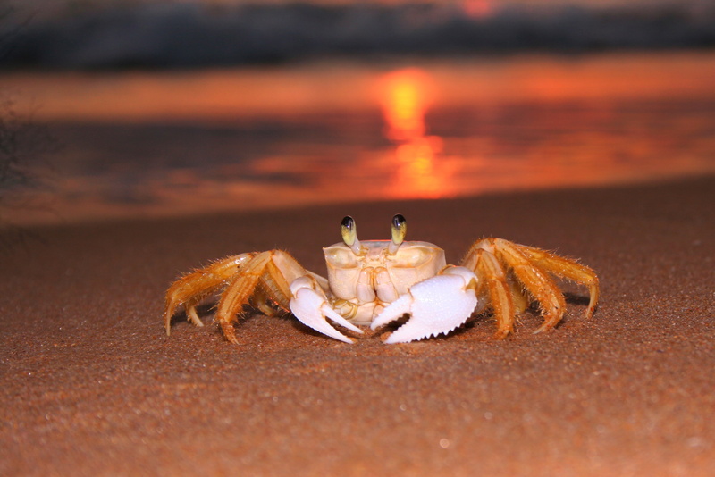 2K, one animal, marine, animal wildlife, water, claw, seashore, sea life, outdoors, animal themes, golden, selective focus, sand, crab, crustacean, close-up