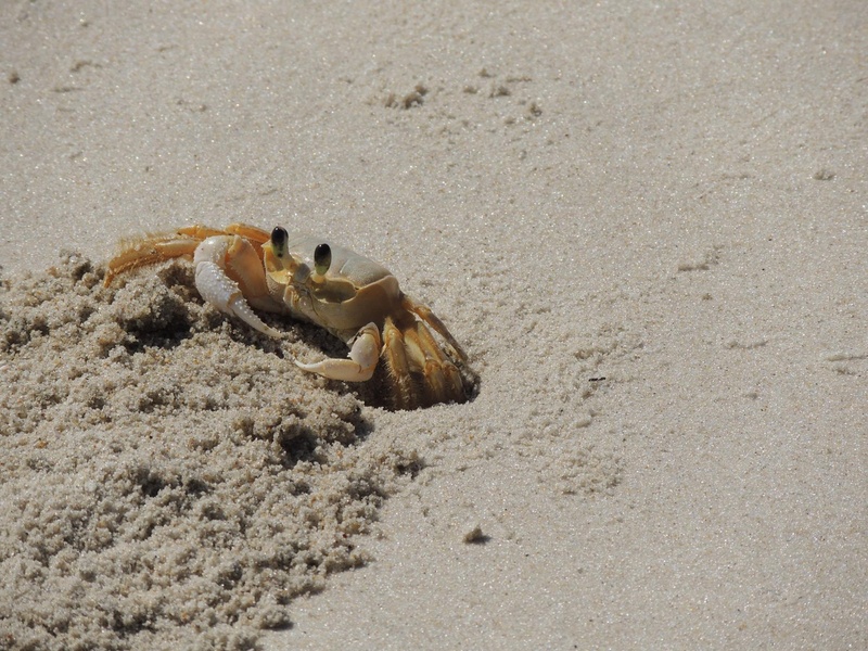 sand, 1080P, sea life, close-up, animal themes, sea, high angle view, nature, crab, one animal, hermit crab, outdoors, siri, beach, animal wildlife, crawling
