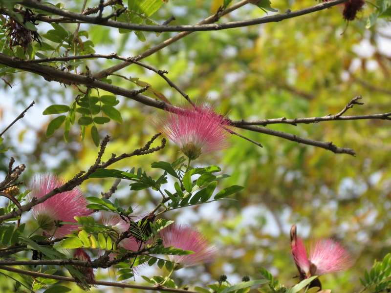 selective focus, springtime, flower head, tree, pink siris, branch, silk, petal, vulnerability, bloom, outdoors, pink color, freshness, pink, flower, purple