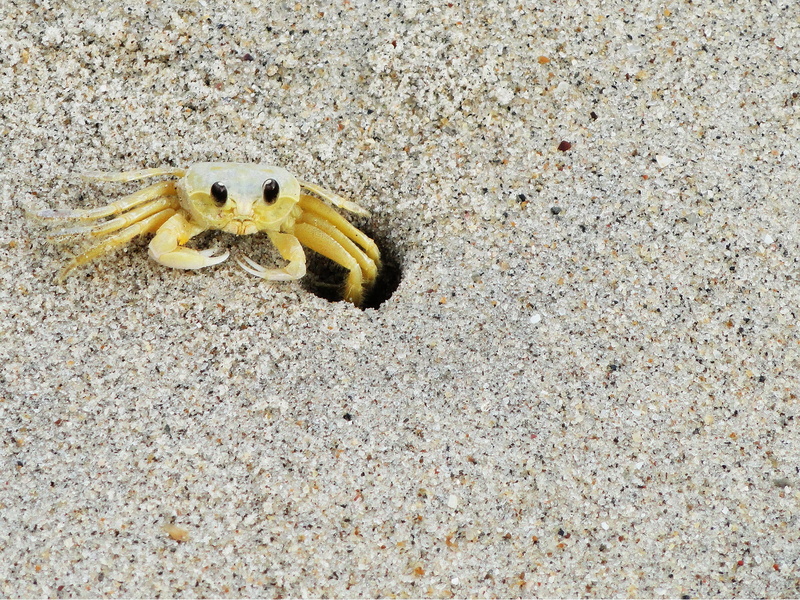 marine, siri, land, crustacean, nature, trip, beach, one animal, yellow, animal themes, animal wildlife, outdoors, high angle view, animal, mar, day, beautiful