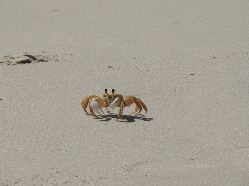 animal wildlife, one animal, high angle view, beach, no people, vertebrate, animal, marine, day, outdoors, water, crab, 1080P, beauty in nature, sea, sand