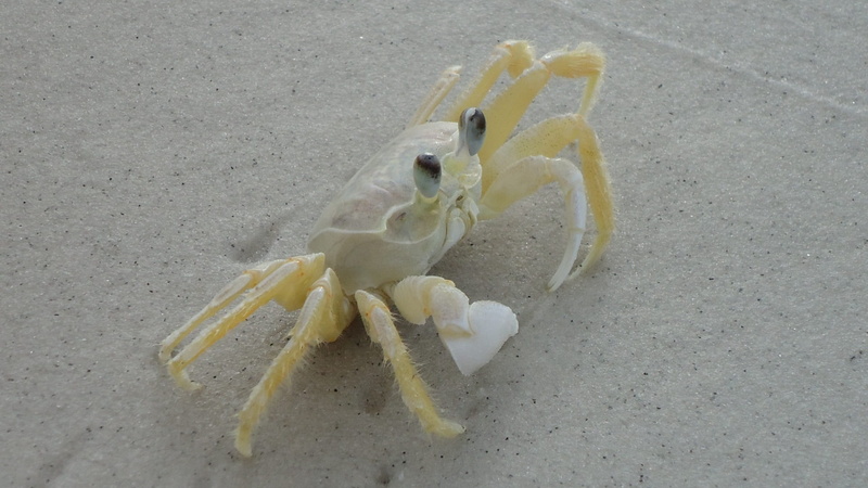 yellow, sand, no people, day, Crab, land, animal, freshness, food, Siri, White, animals in the wild, high angle view, one animal, animal themes, mar, outdoors
