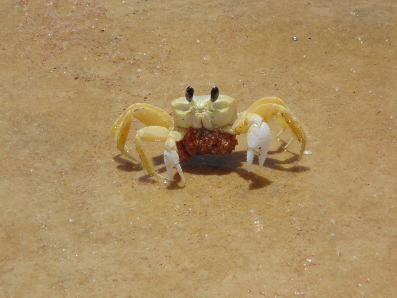 land, animal wildlife, close-up, sea life, no people, one animal, marine, crayfish, yellow, animal family, crab, animals in the wild, high angle view, animal themes