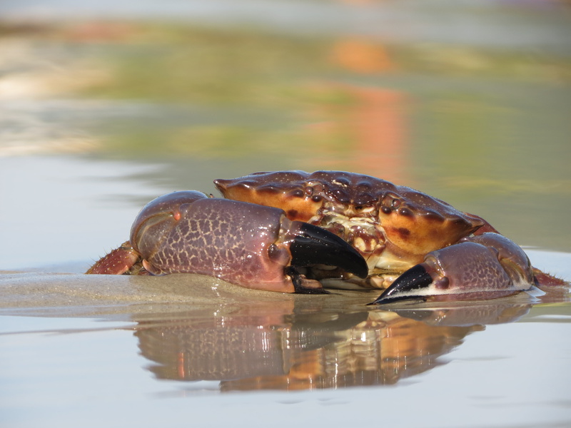 crab, wildlife, animal body part, selective focus, vertebrate, animal, waterfront, siri, mouth open, swimming, one animal, 4K, reflection, animal themes