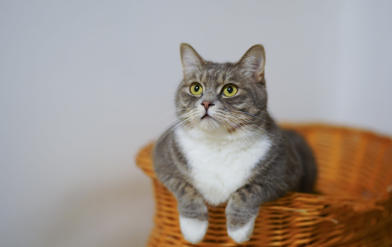 studio, pet, kitty, sit, whisker, feline, domestic cat, adorable, yellow eyes, eyes, vertebrate, woven, gray, one animal, tabby, portrait, domestic animals