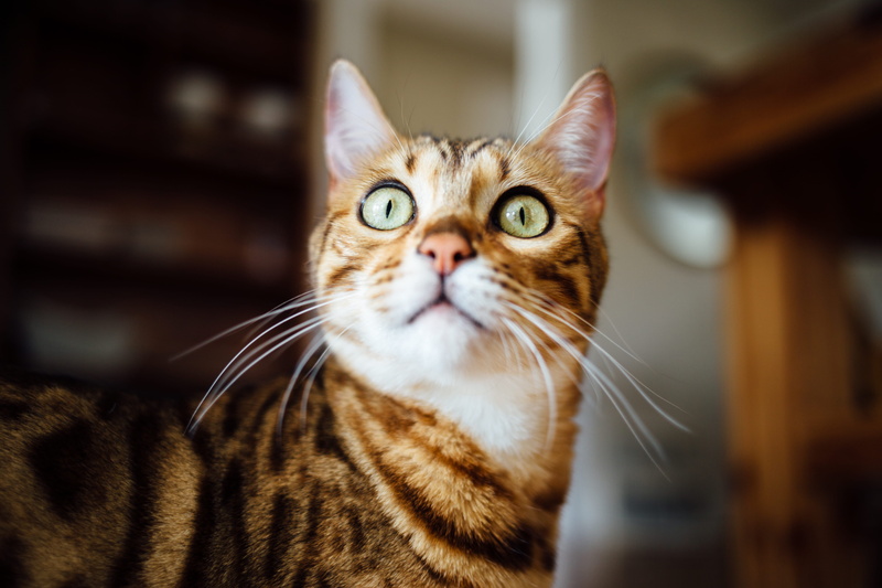 mammal, domestic Cat, fur, young Animal, close-up, inside, no people, domestic Animals, animal themes, cat inside, portrait, 5K, striped, day, animal head