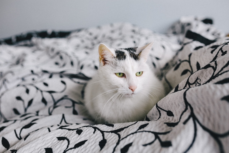 4K, feline, furniture, depressed, bed, one animal, domestic Cat, portrait, white cat, animal themes, moody, sad cat, pets, animal head, kitten, cat, close-up
