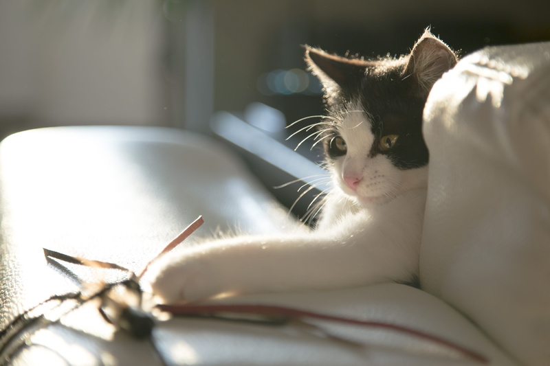 animal head, domestic animals, white, relaxation, black, small, focus, toy, no people, feline, looking away, domestic cat, mammal, indoors, adorable, selective