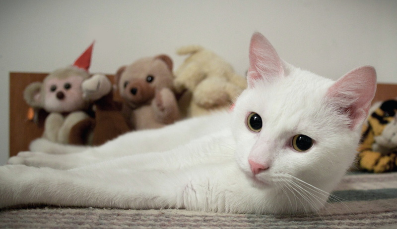 Kitten, animal head, domestic Animals, 2K, whisker, focus on foreground, young Animal, indoors, animal representation, Domestic, no people, animal themes