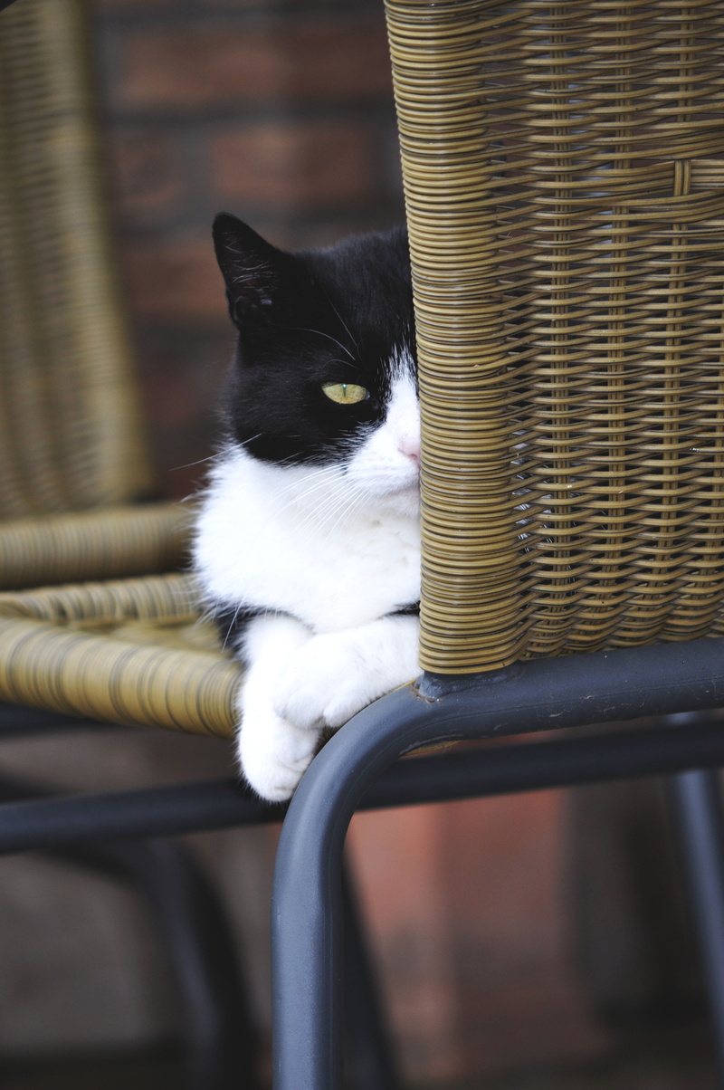 pet, cat, sitting, chair, domestic, domestic animals, cute cat, one animal, vertebrate, day, animal eye, focus on foreground, animals, feline, pets, animal