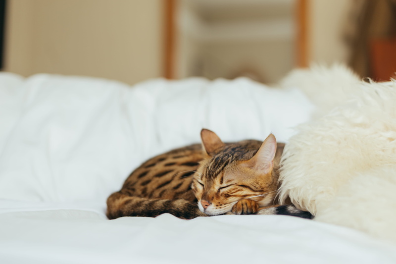 vertebrate, cat, brown, feline, relaxation, kitten, domestic Animals, pets, resting, domestic room, couch, mammal, white, sleeping, no people, bed, furniture