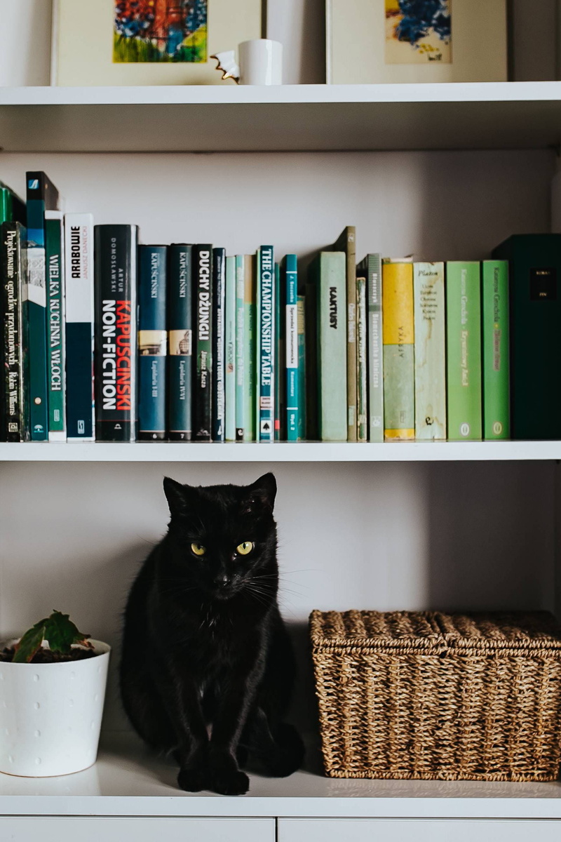 indoors, domestic Room, looking at camera, furniture, wicker basket, library, mammal, animal, white, bookcase, pet, Black cat, domestic animals, domestic