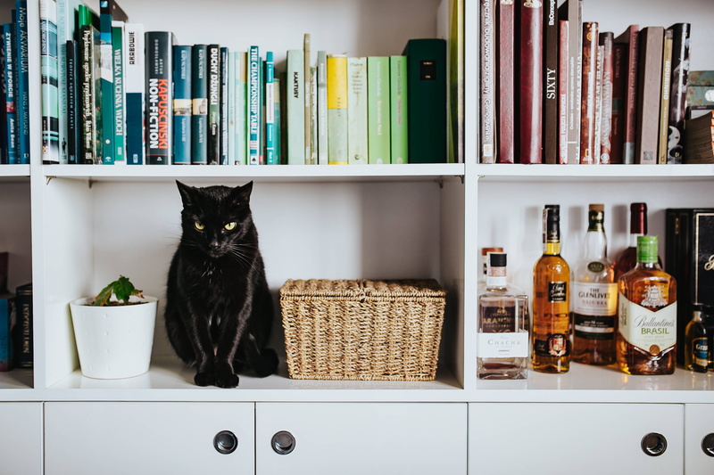 bookshelf, black, wicker basket, no People, basket, Black cat, pets, vertebrate, shelf, drink, bottle, variation, domestic Cat, animal themes, mammal, pet