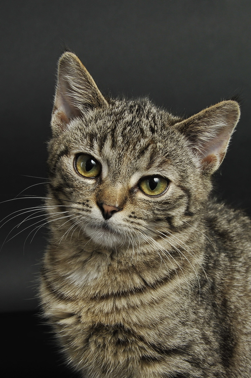 pet, studio shot, little, domestic animals, nose, furry, fur, tabby, animal head, indoors, portrait, feline, cats eyes, close-up, young, one animal, whisker