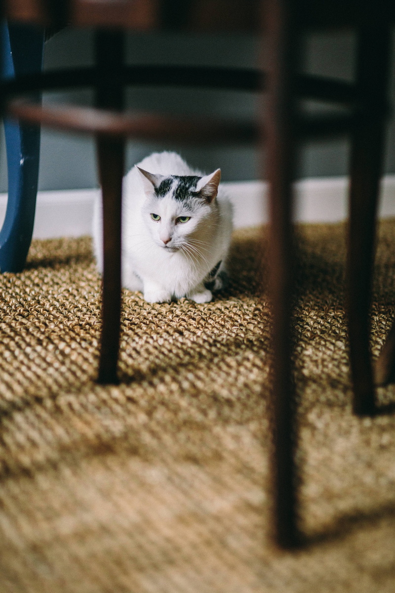 day, animal themes, indoors, carpet, floor, selective focus, cat, sitting, vertebrate, domestic Cat, domestic, white cat, no people, Black and white, kitten
