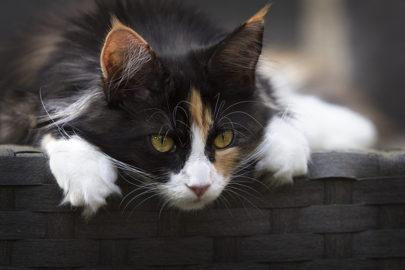 no people, pet, animal eye, looking at camera, tabby, cat, close-up, adorable, pets, domestic, focus, fur, kitty, basket, domestic animals, one animal