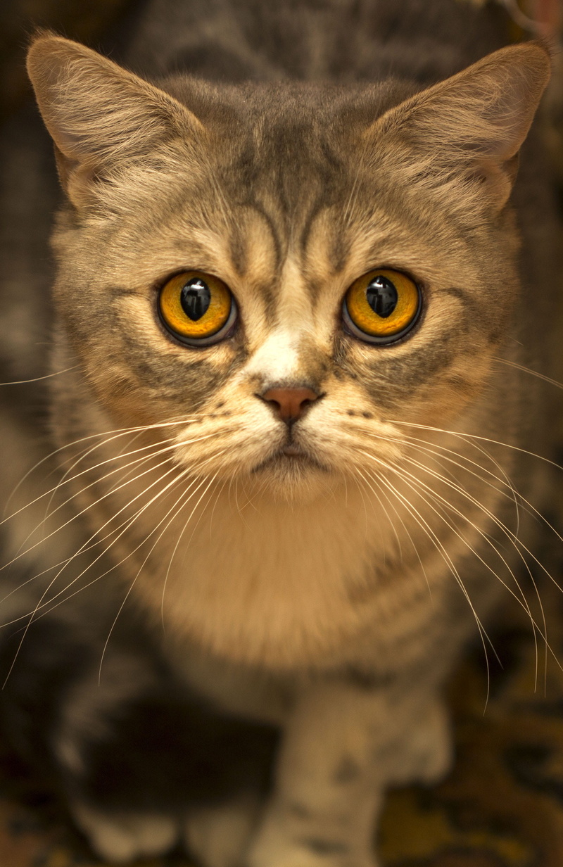 looking, pets, cute, little, photo, 2K, portrait, domestic animals, close-up, grey, feline, young, one animal, animal body part, cat, nose, whisker, animal