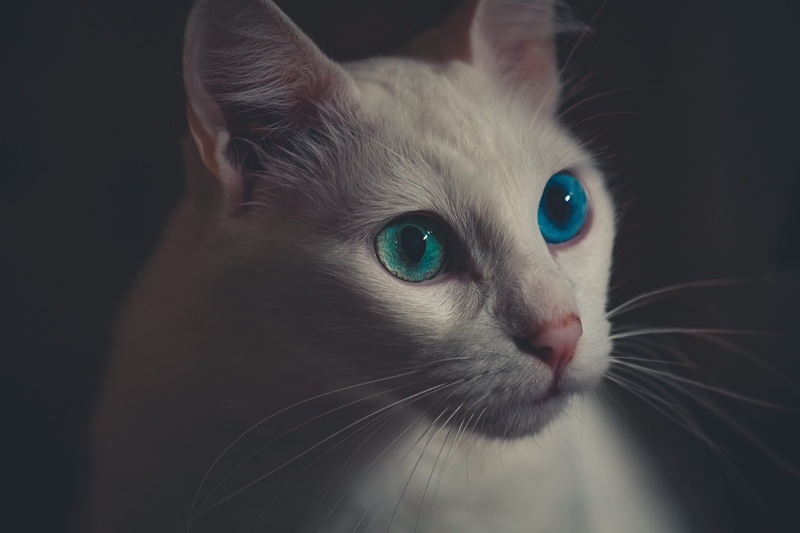 whiskers, no people, animal body part, kitten, close-up, domestic cat, feline, domestic, tabby, eyes, cat, Heterochromia, animal eye, white, eye, looking at camera