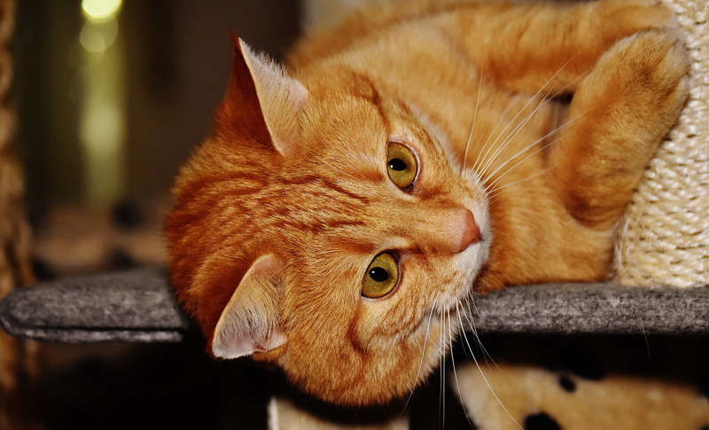 animal head, pet, one animal, close-up, kitten, mammal, red cat, playful, relaxation, looking at camera, indoors, young cat, cute, animal themes, no people