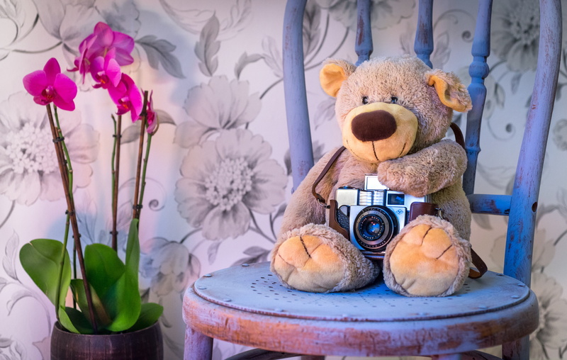 happy, softness, gift, purple, cute, orchids, art and craft, fun, bear, plant, day, brown, love, photo, toy, flowering plant, camera, female, decorative