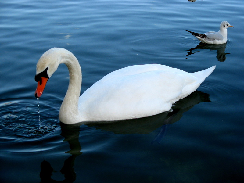 body of water, UK, Swan Lake, reflections, beautiful, england, kent, beauty, britain, body, Bluewater, wildlife, nature, water, bird, swan, Swans, water  bird