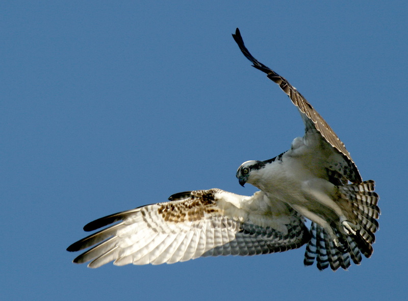 wildlife, raptor, eagle, spreading, nature, 720P, conservation, bird, animals In The Wild, hover, fish and wildlife service, flight, philadelphia  pennsylvania